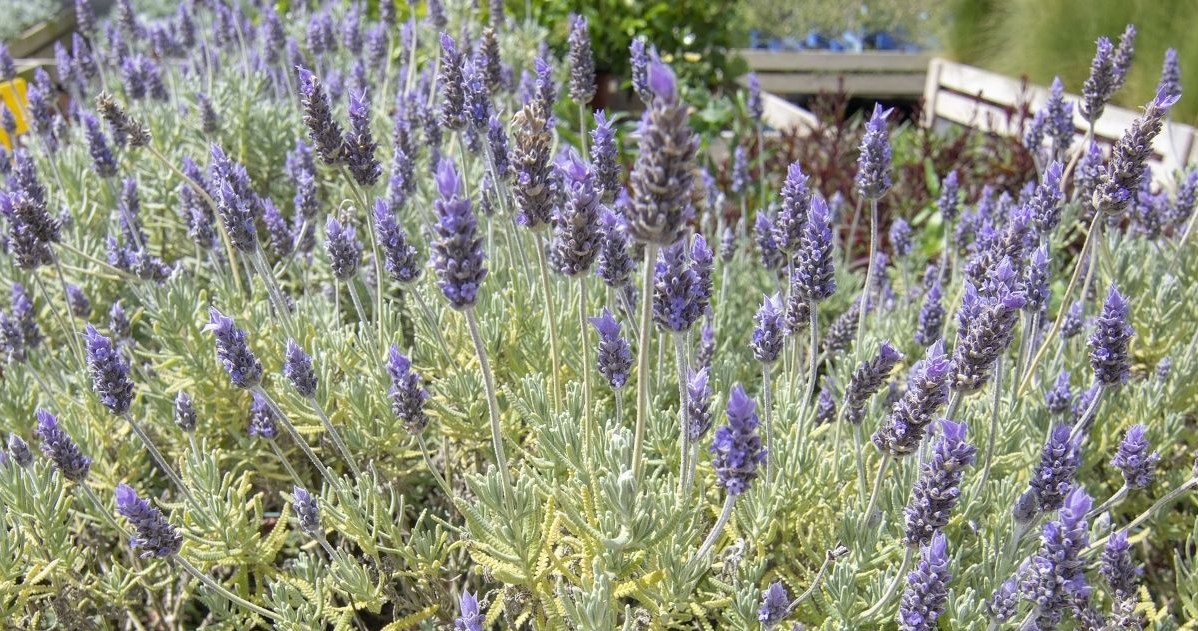 Lavender is a popular plant. It can be planted in the garden and in a pot. /123RF/PICSEL