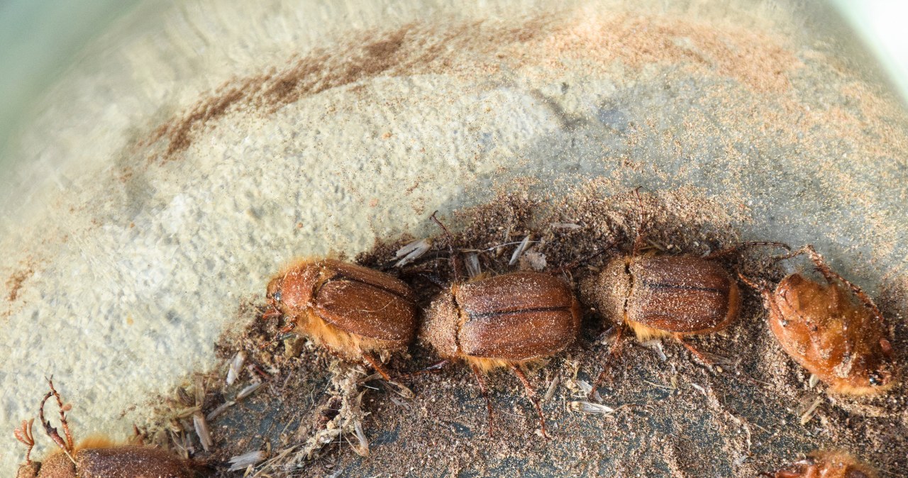 The Smirnov's beetle is a small beetle that can cause great damage to your home. /123RF/PICSEL