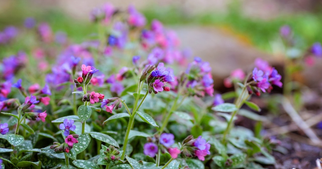 Spotted Lungwort is famous for its pink-blue flowers and leaves covered with light spots. This is one of the most popular species of ground cover plants /123RF/PICSEL