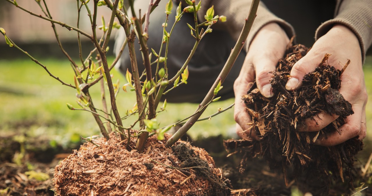 Sprinkle fertilizer from crushed branches and shoots around the roots of blueberries /123RF/PICSEL