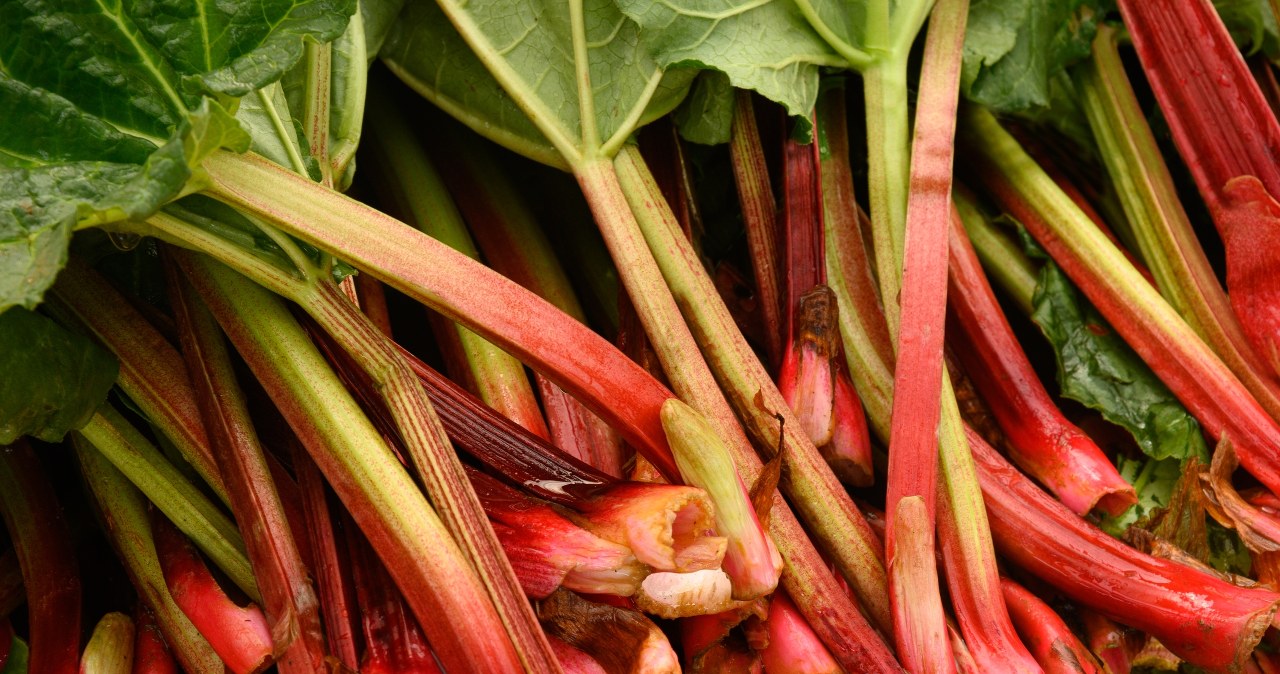Proper care and natural fertilization of rhubarb will result in abundant harvests like never before. /123RF/PICSEL