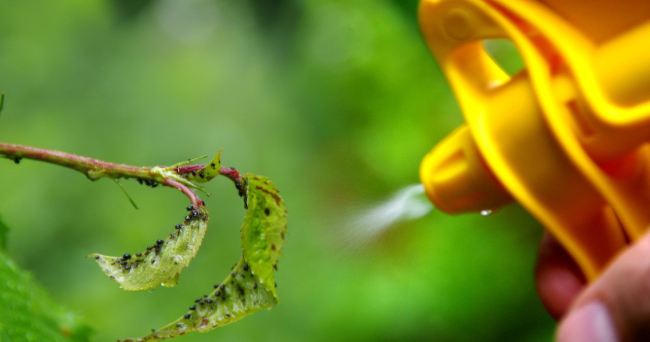 Spraying against aphids will help us prevent their spread after winter /123RF/PICSEL