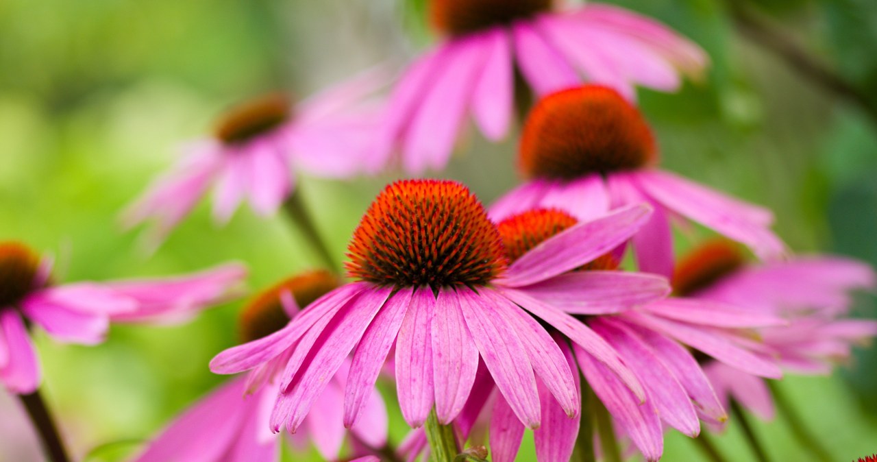 Echinacea can also decorate our garden for a long time /123RF/PICSEL