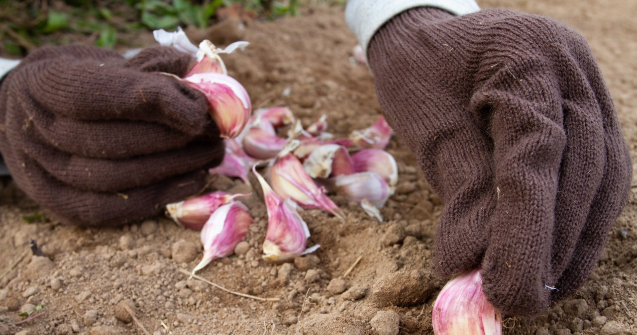 Planting garlic is best done from mid-March to early April