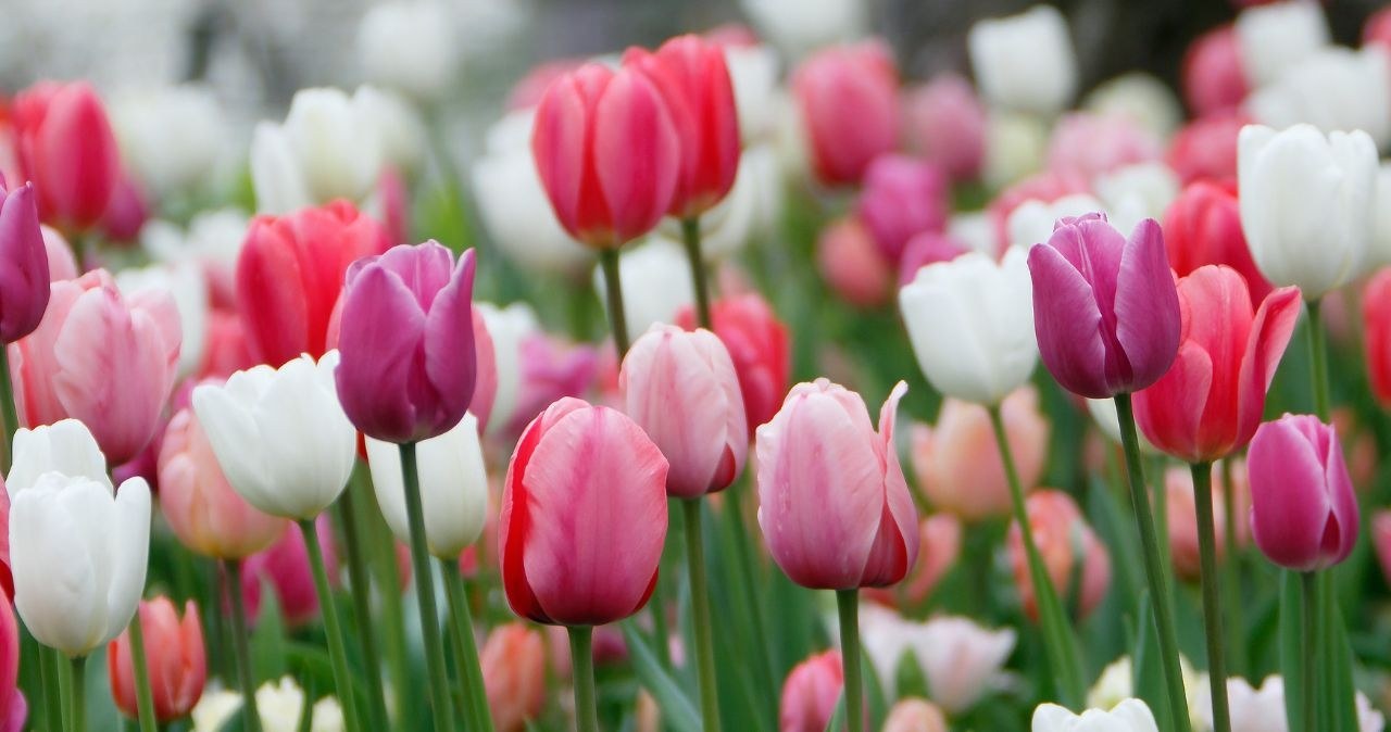Do you want to have the perfect tulip bed? Use egg cartons! /adobestock /INTERIA.PL