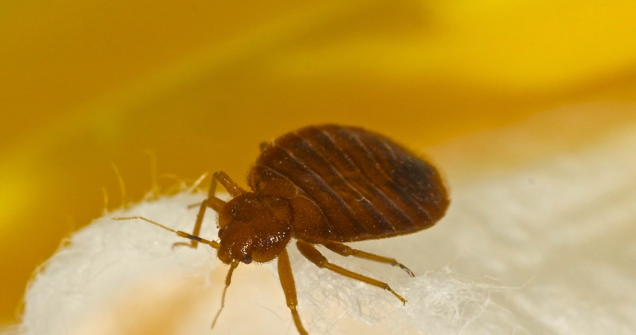Do you smell a sweetish smell in the bedroom? This may be the first sign of bedbugs
