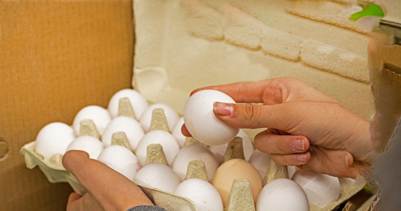 Using egg cartons to plant tulips will allow you to get the perfect flower bed. /Nataliia Makarovska /123RF/PICSEL