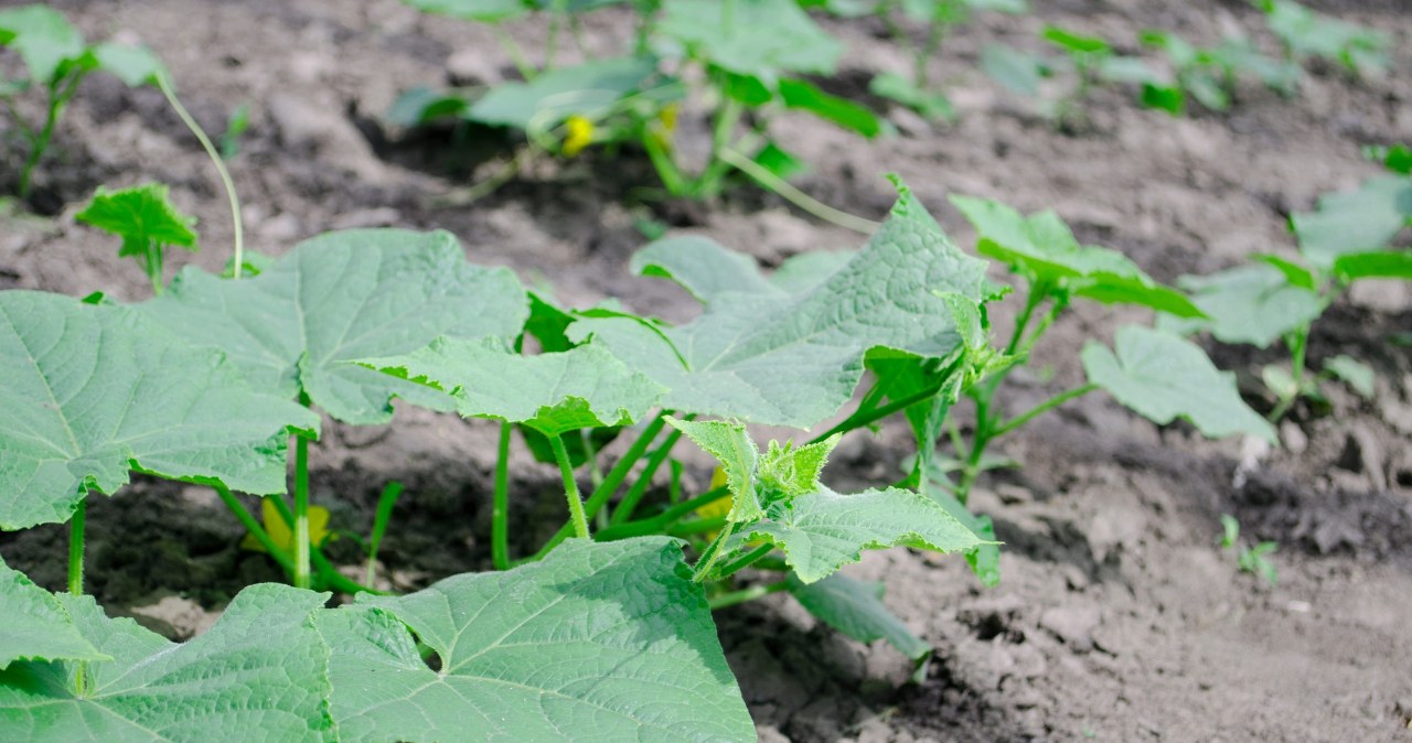 The soil loosened and well aerated by oil radish promotes healthy growth of cucumbers /Pixel
