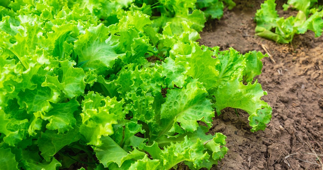 Lettuce will work well as a forecrop for tomatoes /Pixel