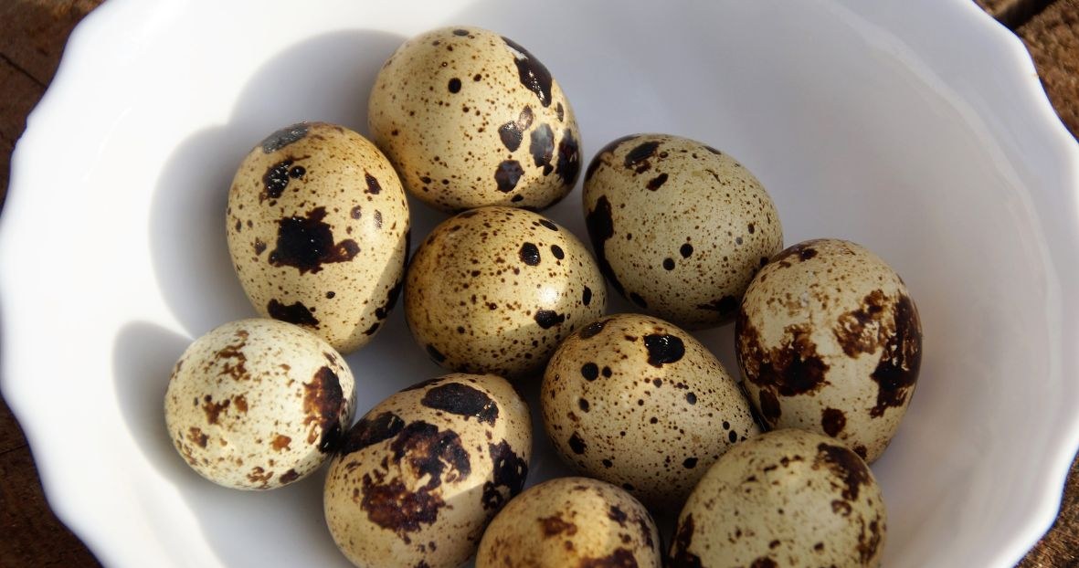 Quail eggs are 4 times smaller than chicken eggs. They have characteristic spots on the shell /ivabalk /Canva Pro