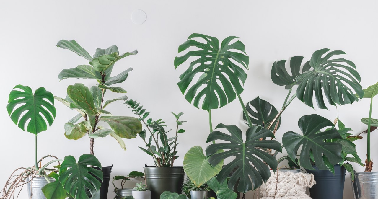 Allspice will help protect potted plants against pests and mold. /Pixel