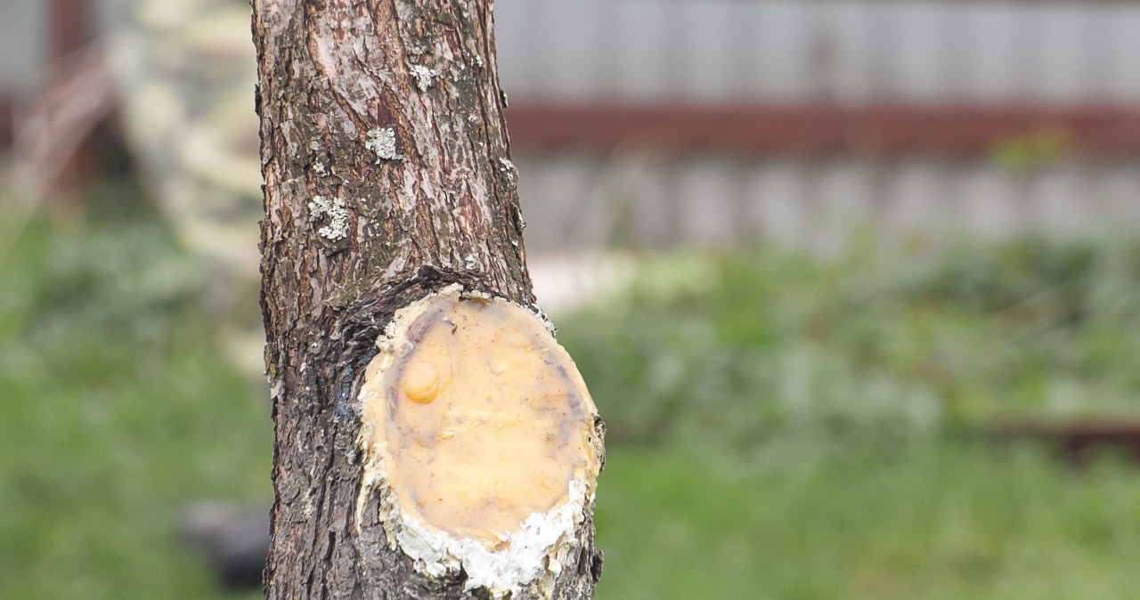 Gardening ointment made of resin and wax or charcoal paste effectively protects fresh wounds after cutting with pruning shears