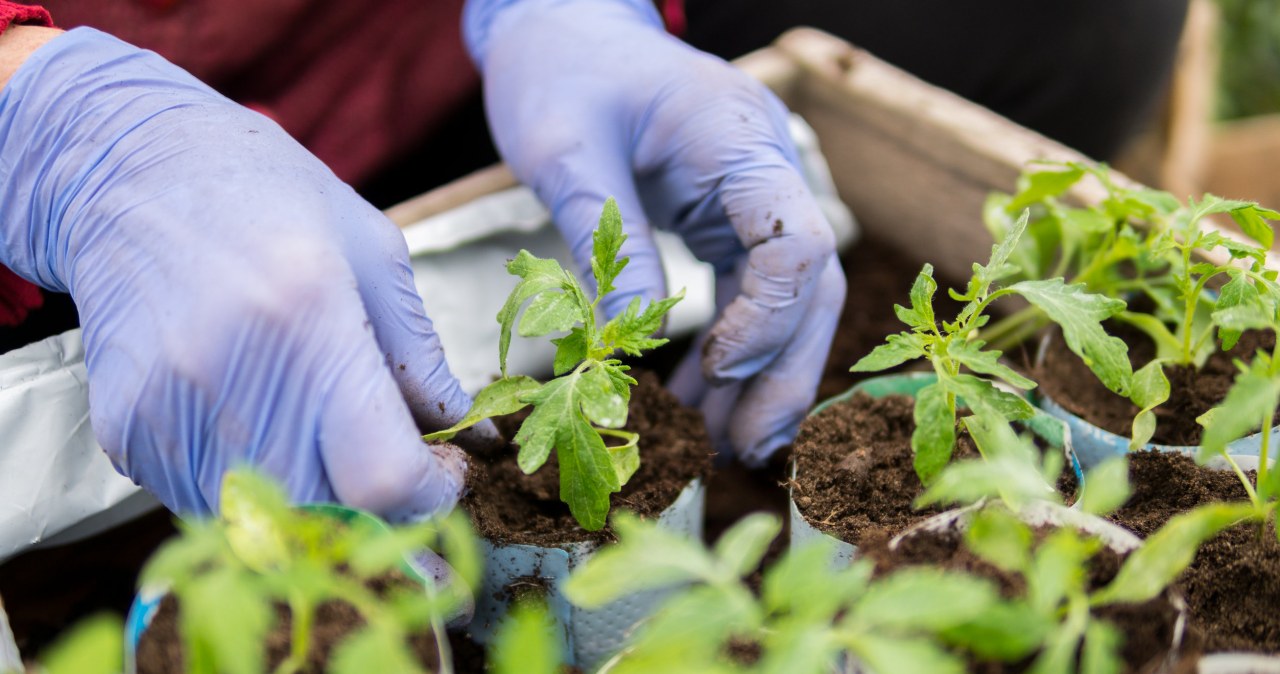 Do you sow tomatoes in March? Be careful with this or you will ruin everything