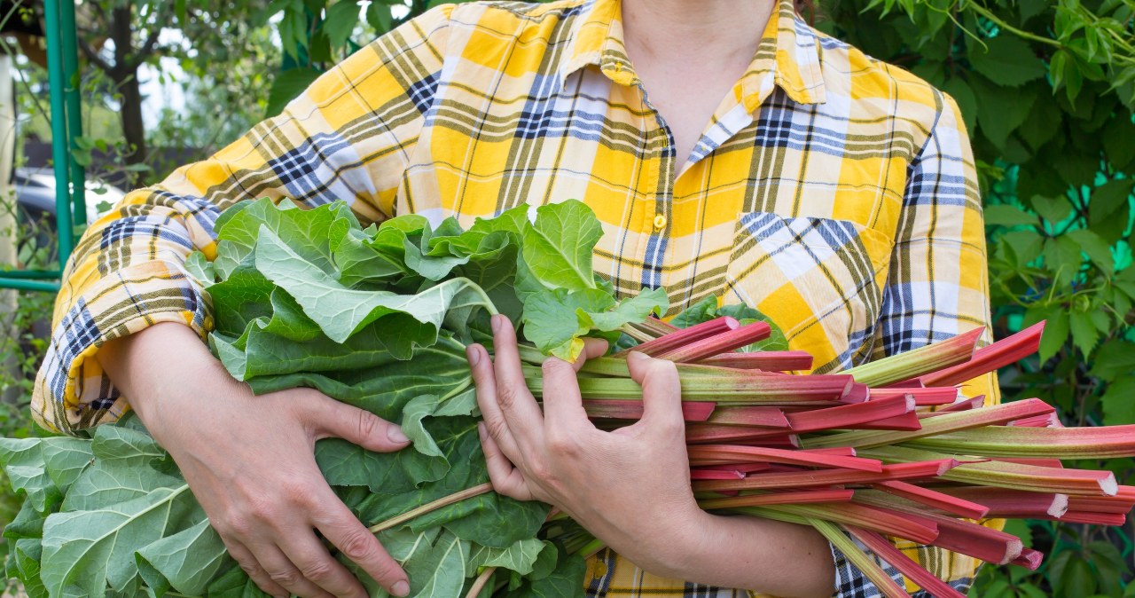 ​Water rhubarb with this in spring. You've never had such juicy harvests before
