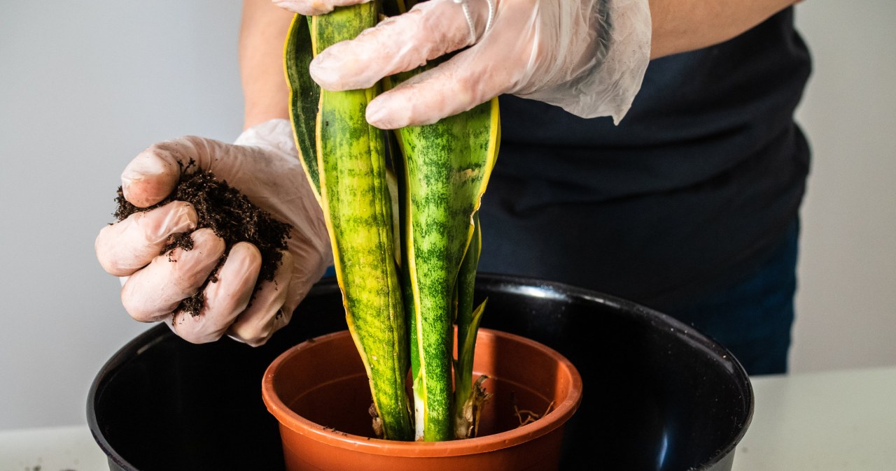 Be sure to do this with sansevieria in March. It will thank you with its rapid growth