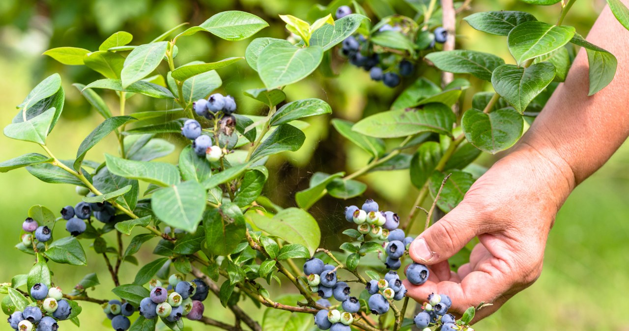 Do this with blueberries after cutting. You will pick fruit with wheelbarrows