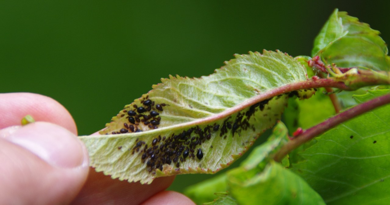Don't throw it away, just hang it on the branches. All the aphids will escape