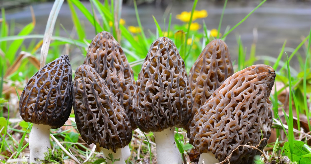 Mushroom pickers, get your baskets ready. These treasures will soon appear in Poland
