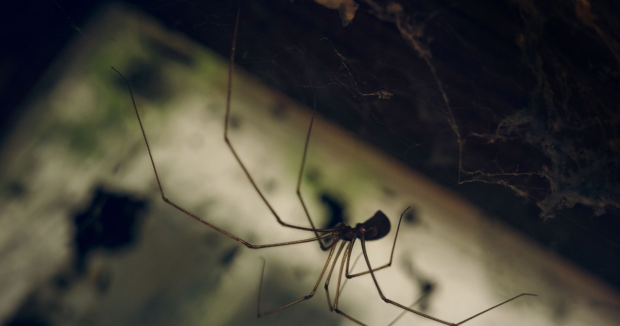 Spray on doors and window frames. No spider will enter the apartment