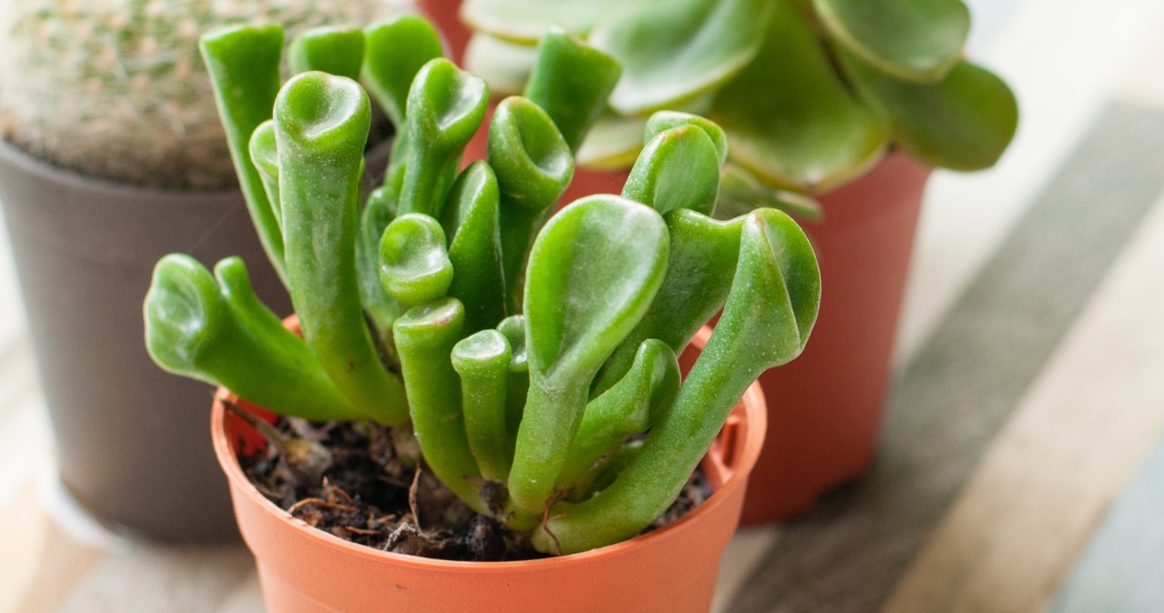 Shrek's ears are beautiful and attract money. Put them on the windowsill