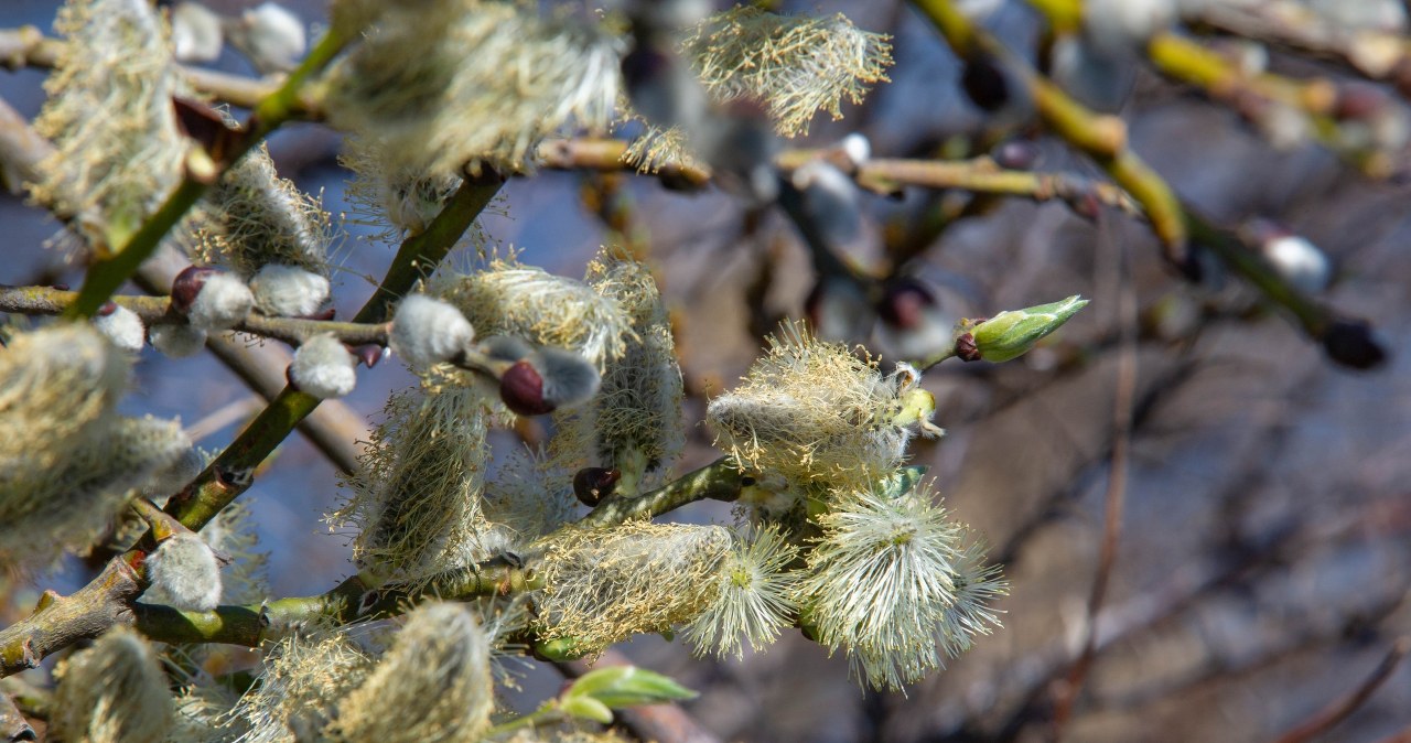 Bring the "kittens" home. By the end of the year you will be fit as a fiddle