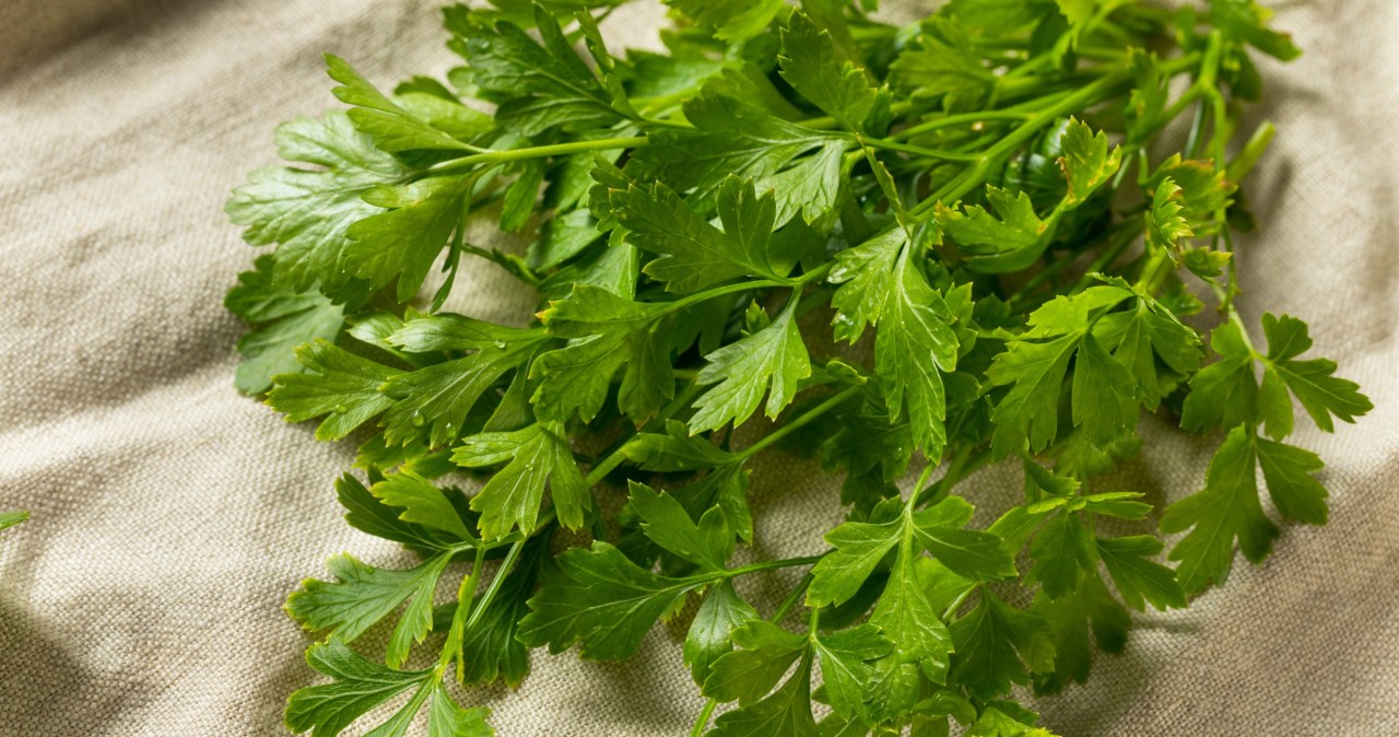 ​My grandfather taught me to plant parsley next to this vegetable. He never complains about the harvest