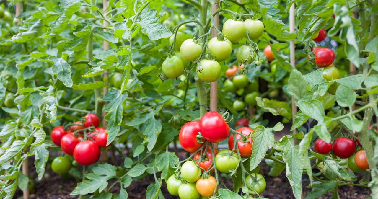In the tomato spot, sow this first. They will grow so that the head is small