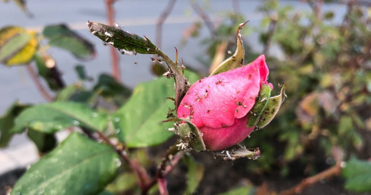 You won't see aphids in your garden this year. All you have to do is do it