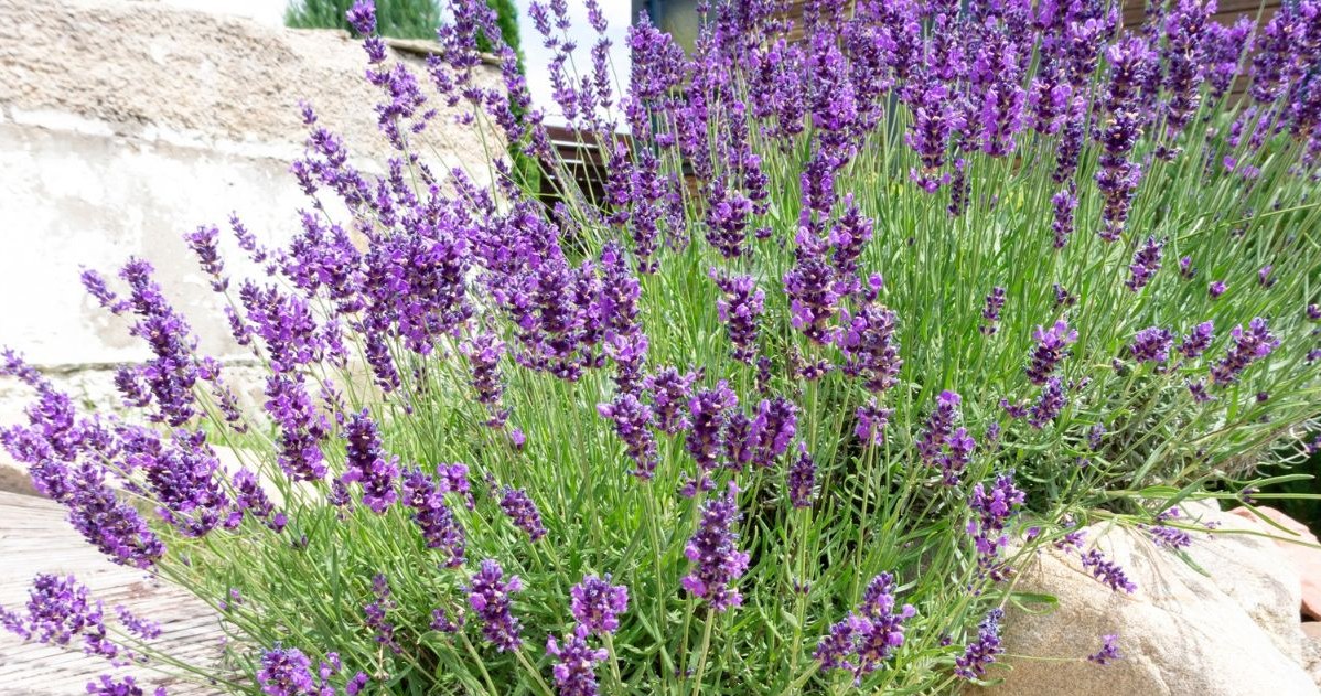 In spring, be sure to do it with lavender. It will bloom profusely all season long