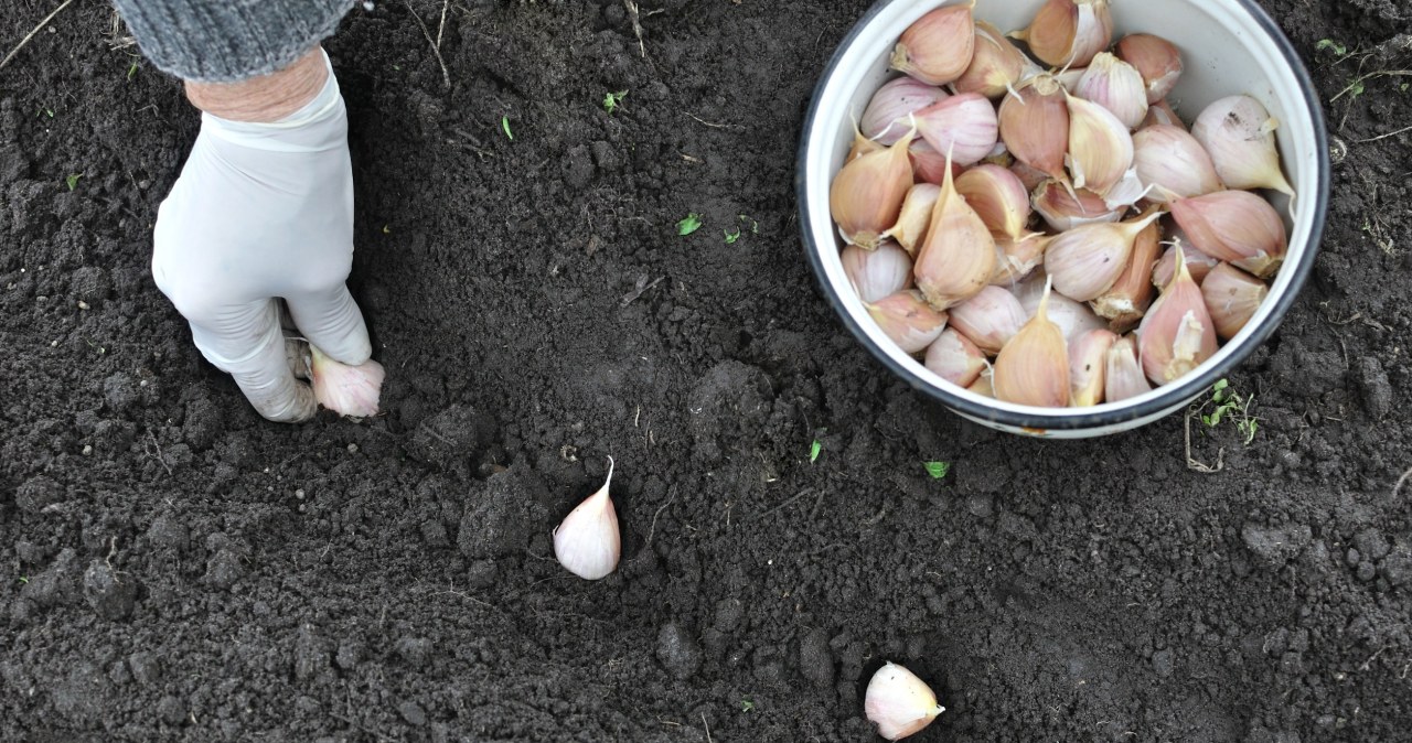 The time for planting garlic is approaching. Don't miss it if you want to have a big harvest