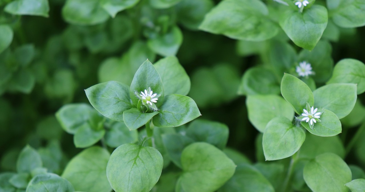 This weed is already growing in gardens. Instead of throwing it away, put it on sandwiches