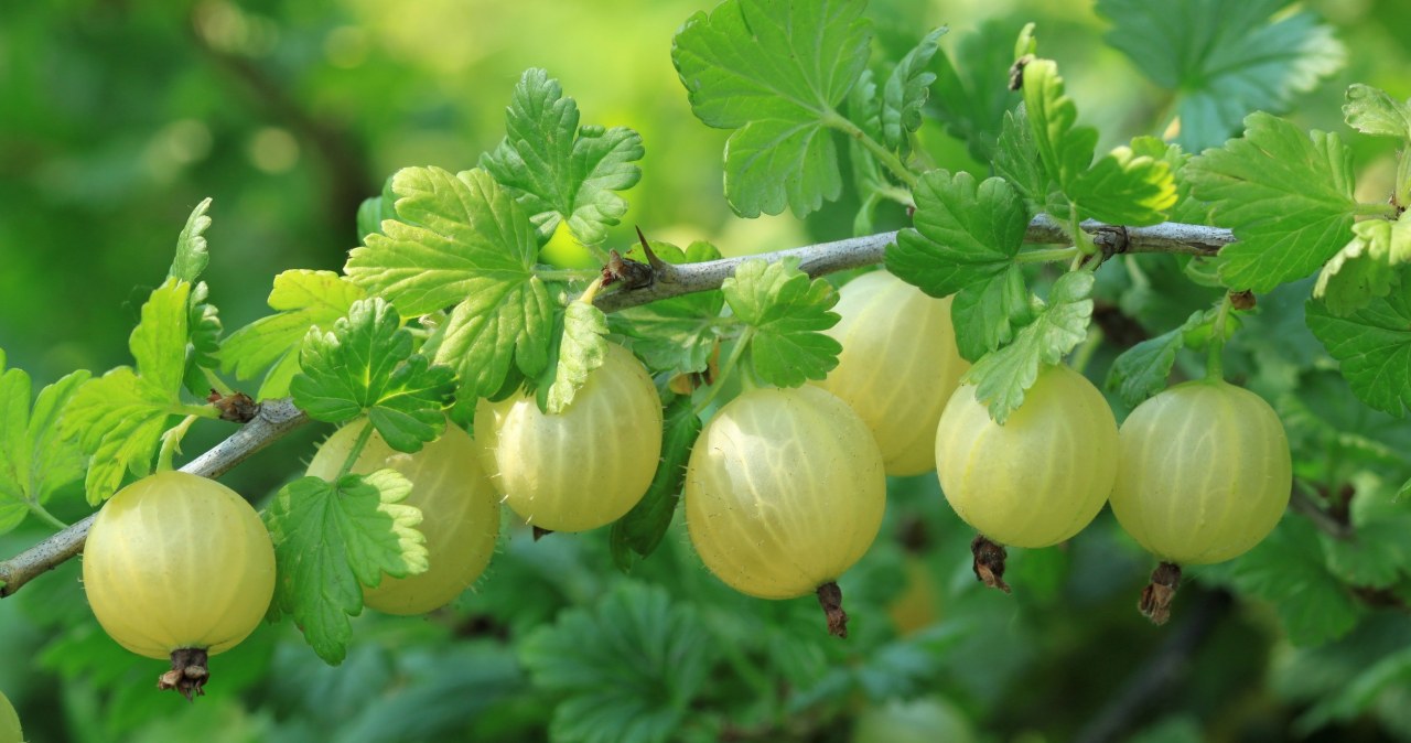 Sprinkle in March under gooseberries. In summer you will have loads of fruit