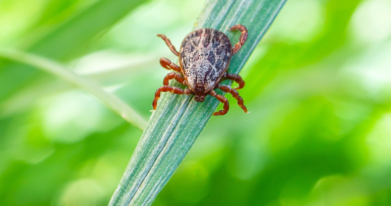 Never plant this plant in your garden. You won't be free from ticks during the season