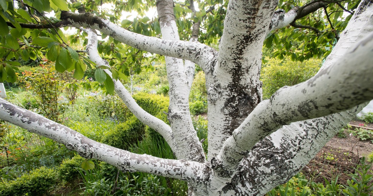 Were you planning to cut down a tree on your plot? Now it is too late and the penalties are severe