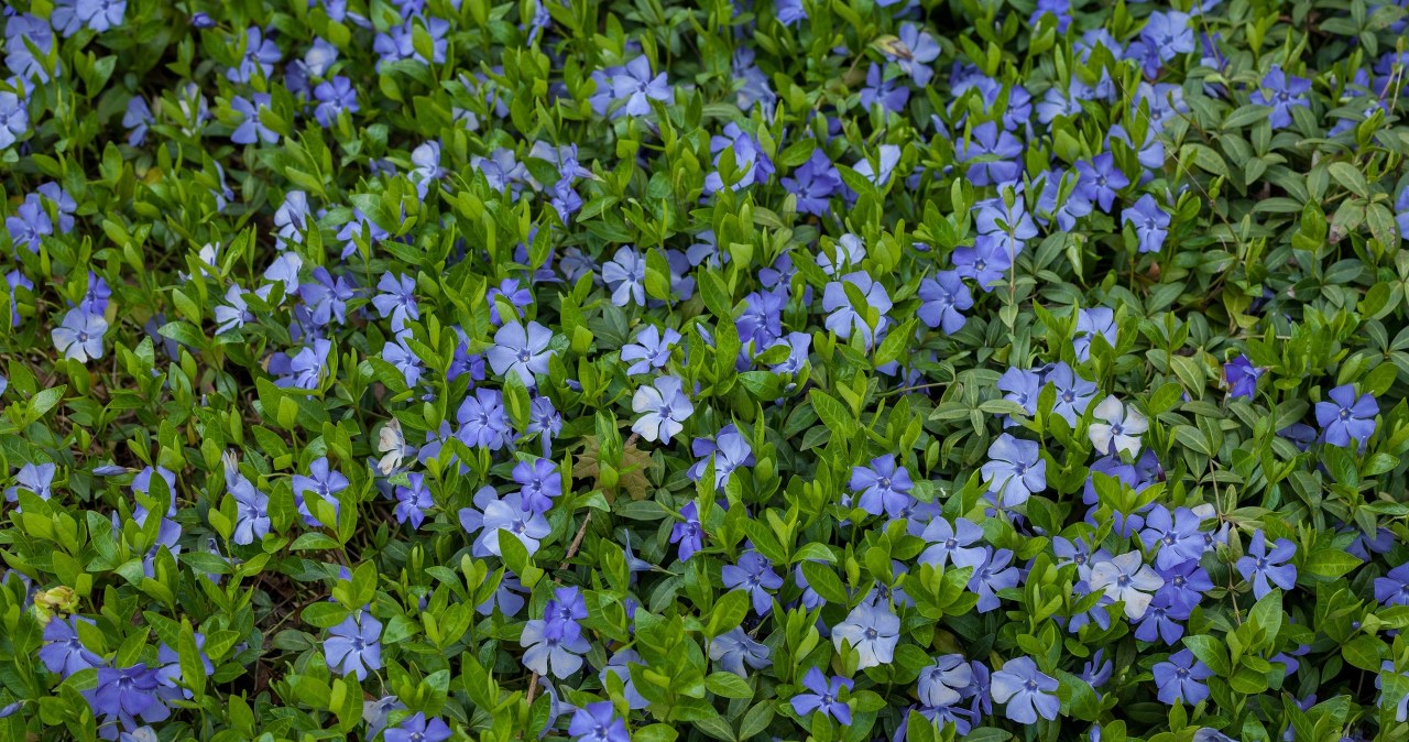 Are you fed up with weeds in front of your house? Instead of grass, sow this