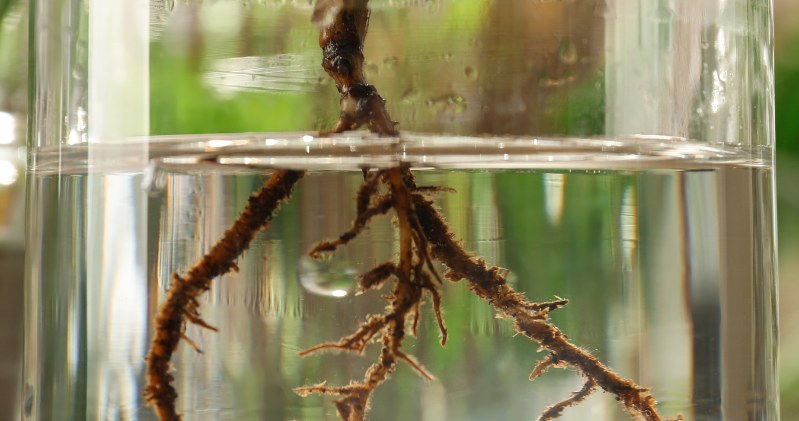 You can make a home-made plant rooter for PLN 0. This water is enough