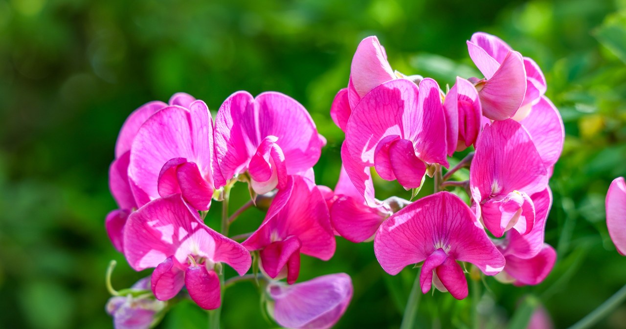 Eye-catching and amazingly fragrant. Sow seeds now and your neighbors will be speechless