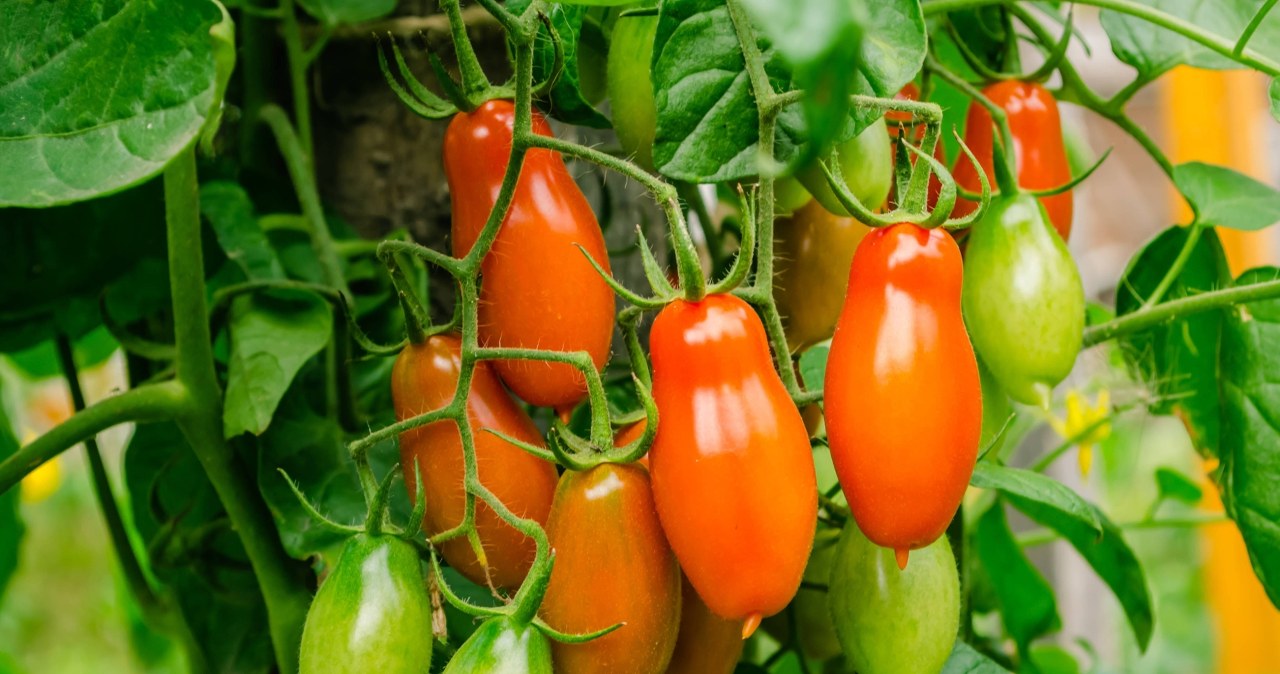 This is the most delicious variety of tomatoes. They need to be planted in March