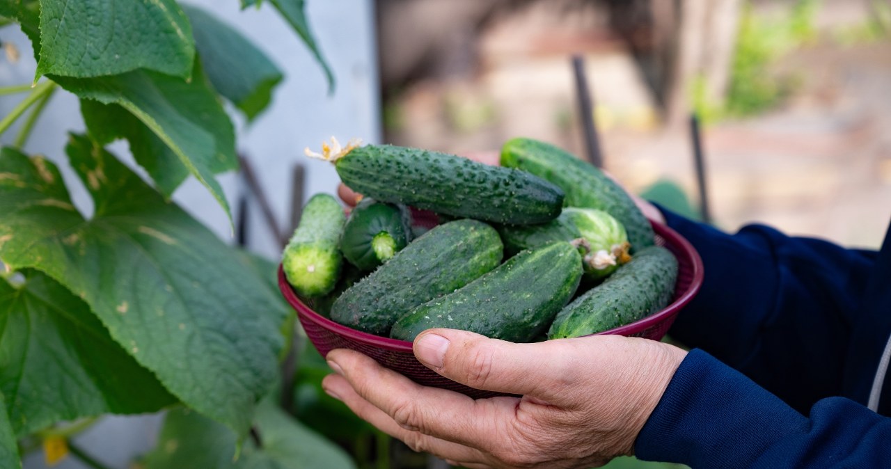 My grandfather always sows this before the cucumbers. In the summer, he distributes the harvest to the entire family