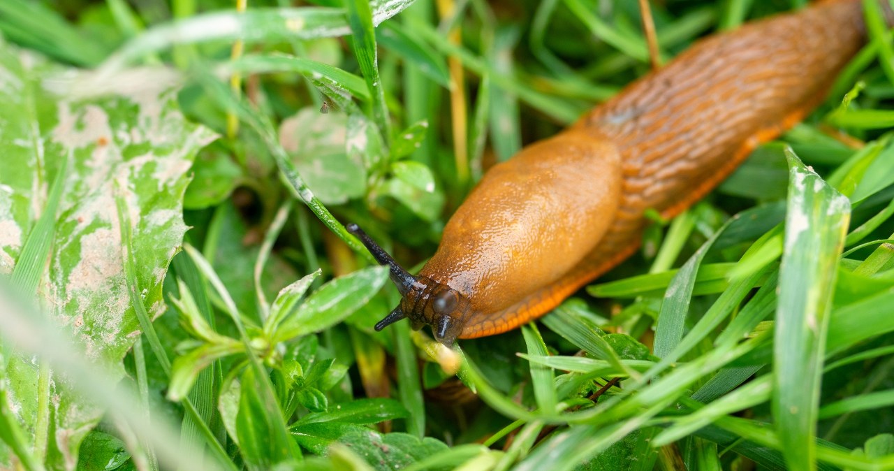 After the rain, go out to the garden and spread it on the lawn. Snails will run away where pepper grows