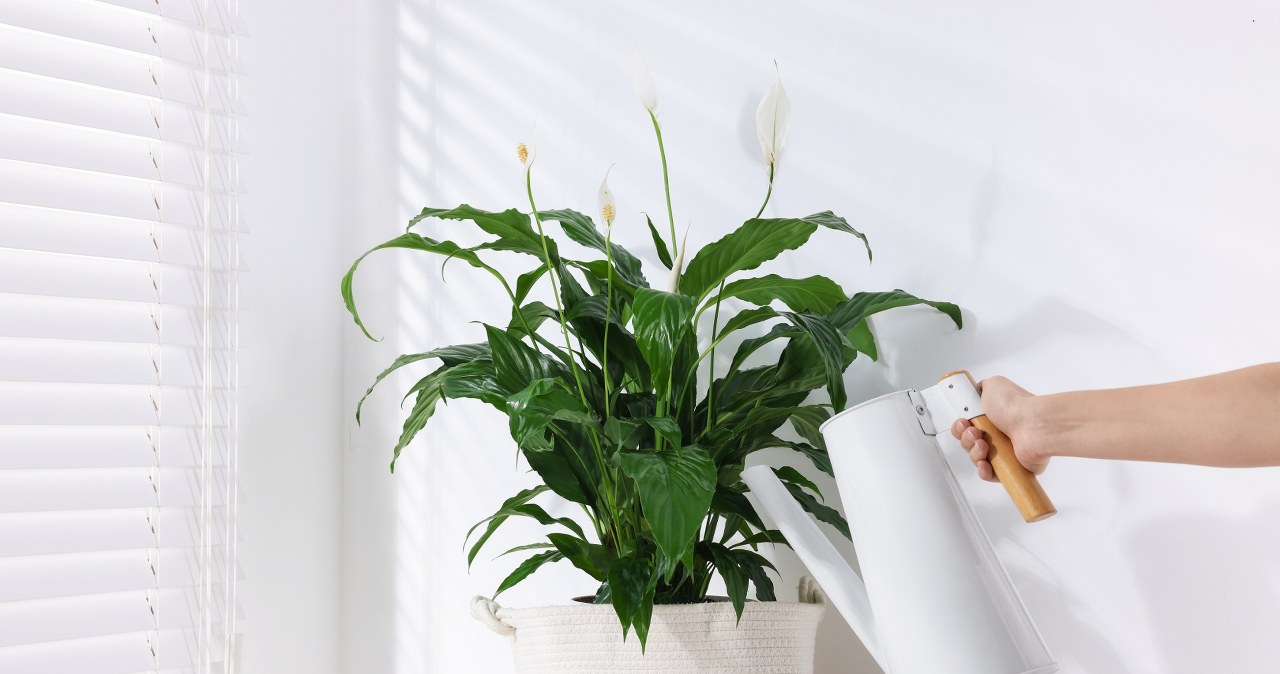 An infusion of this spice will strengthen the leaf flower. Water it and it will bloom profusely