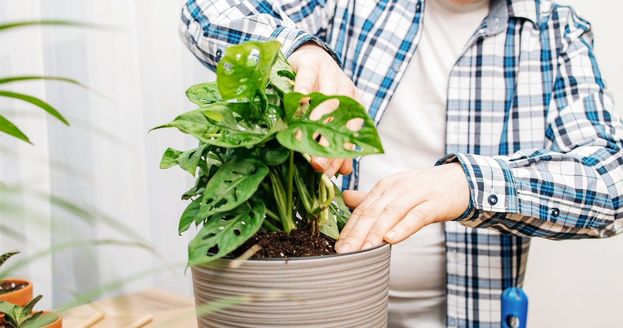 Put it in a pot and you will deter pests. Earthlings have no chance