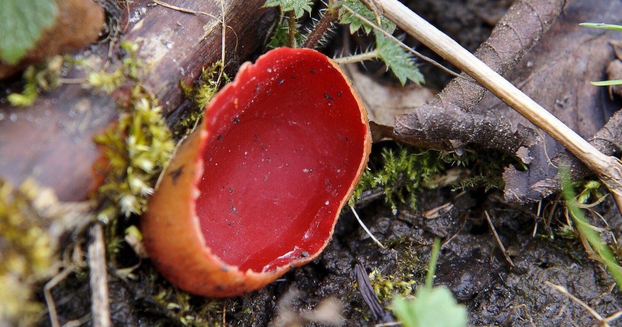 It resembles a rainwater bowl. The tasty mushroom appears in March