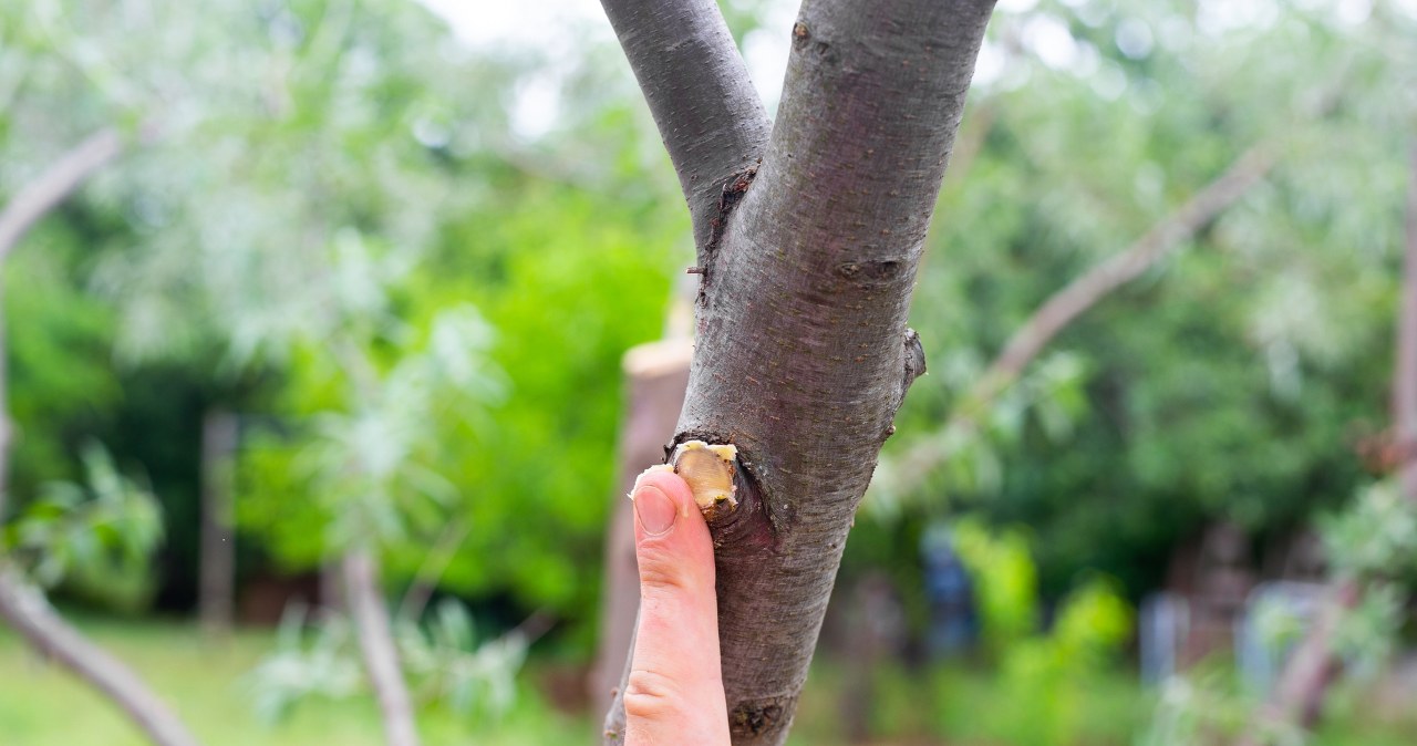 Do this with your fruit trees in spring. You will protect them against diseases