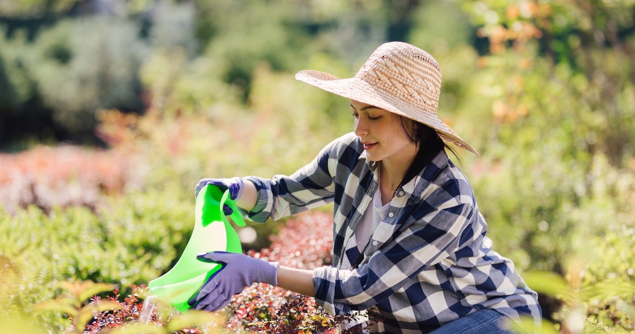 Are you struggling with root rot? Water your plants with this and the problem will go away