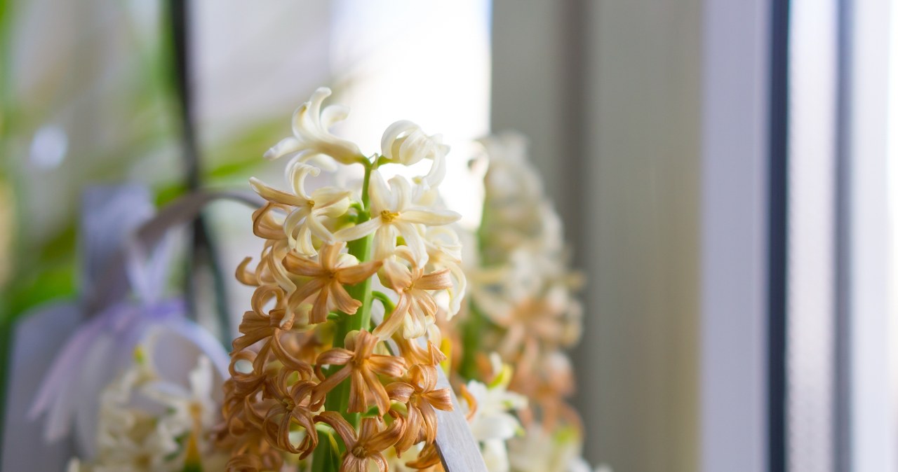 Hyacinths have faded? Instead of throwing it into the trash, make it pleasing to the eye again