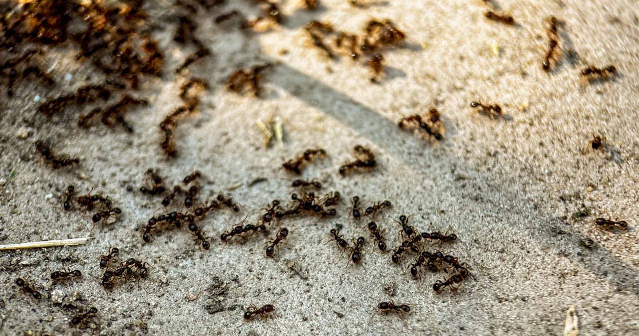 Ants have made themselves at home on the terrace? Do this and they'll be out in no time