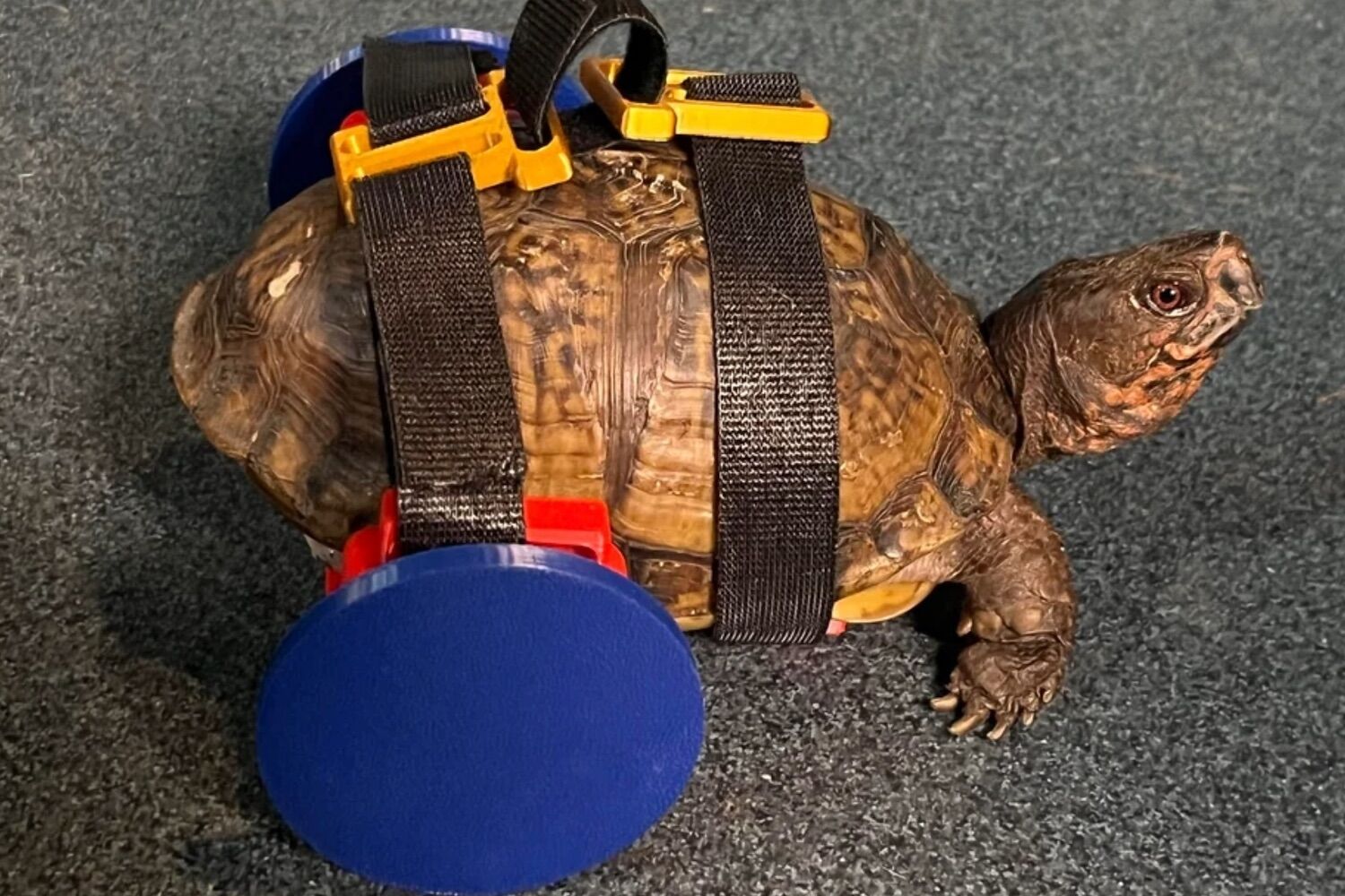 The turtle that couldn't walk now walks – thanks to the 3D printed wheelchair