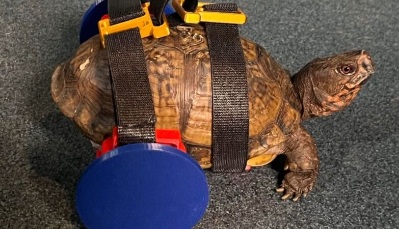 The turtle that couldn't walk now walks – thanks to the 3D printed wheelchair