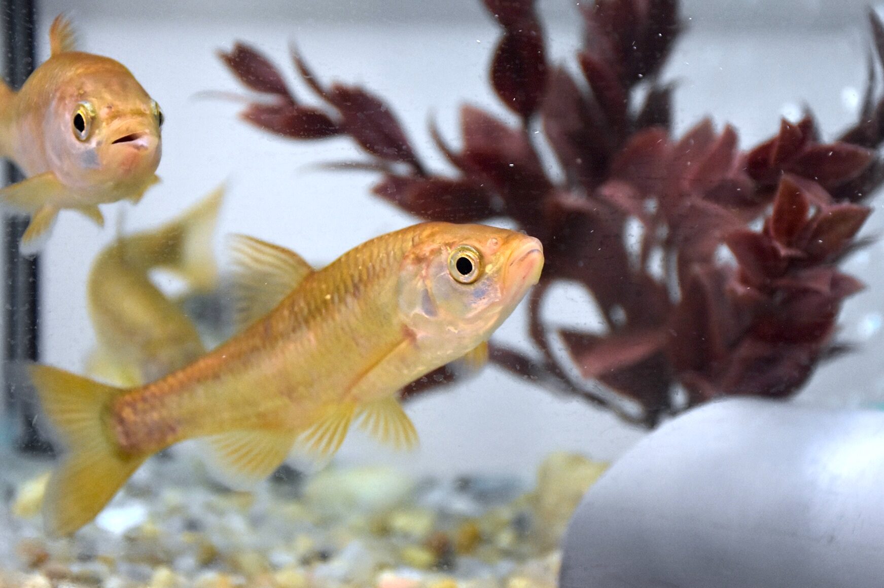 Sciences ULisboa and Zoomarine come together to protect threatened river species